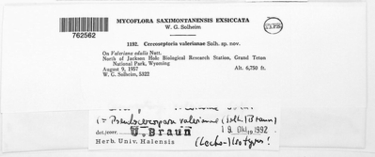 Pseudocercospora valerianae image